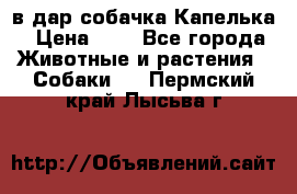 в дар собачка Капелька › Цена ­ 1 - Все города Животные и растения » Собаки   . Пермский край,Лысьва г.